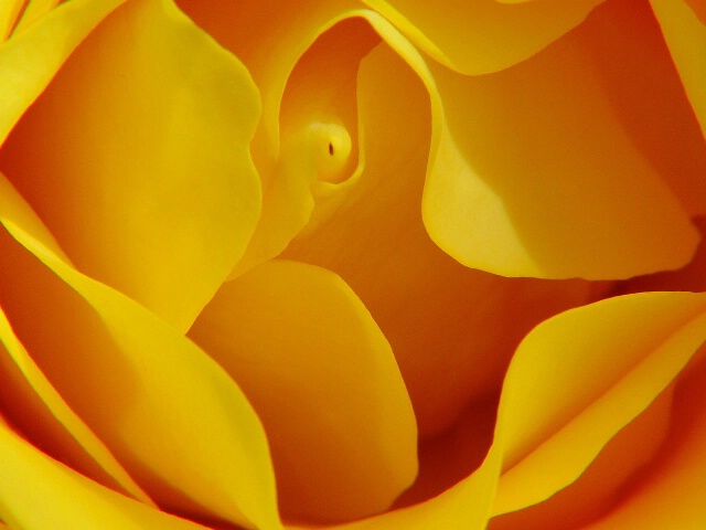A Yellow Rose Heart