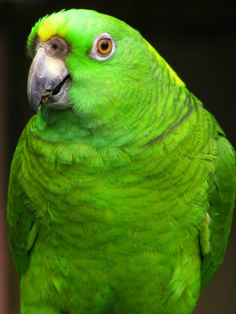 Parrot II