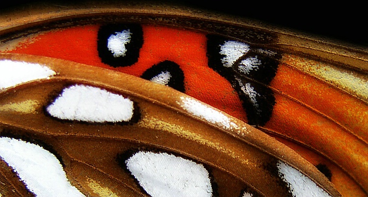 Butterfly Details