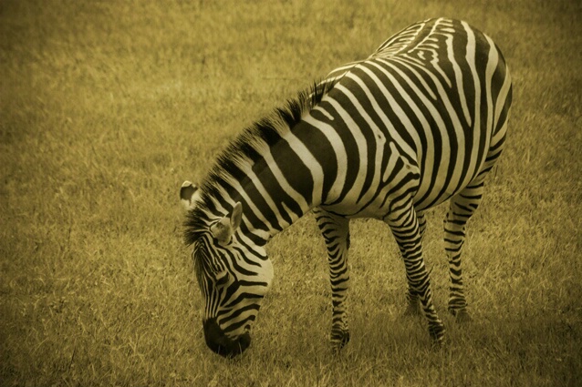 Zebra - Final - ID: 222212 © Sharon E. Lowe