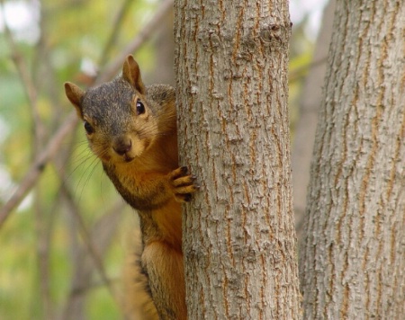 A Squirrel Finds A Giant Nut