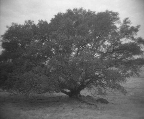 Lone Oak, Latrobe