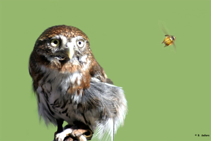 Owl & Insect
