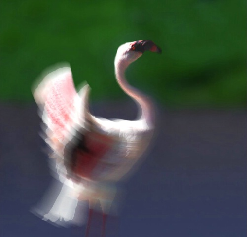 Flight Of A Flamingo