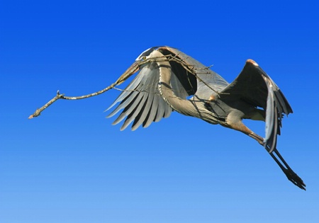 Heron Brings Twig