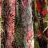 © Kurt Kettelhut PhotoID # 223823: Everglades Cypress Hammock