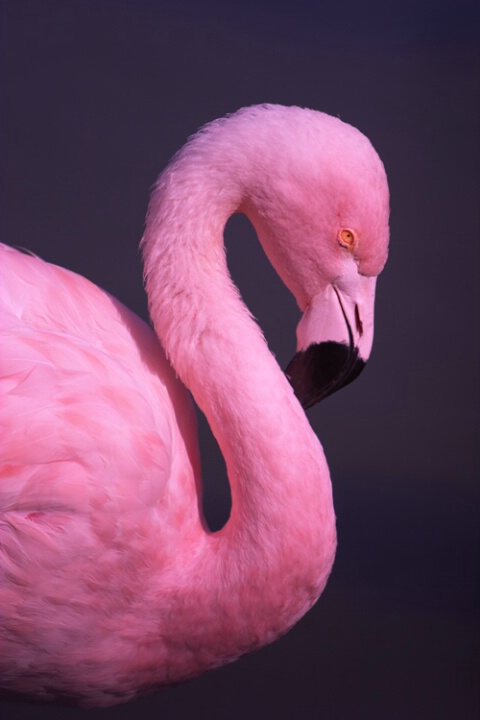 Italian Flamingo