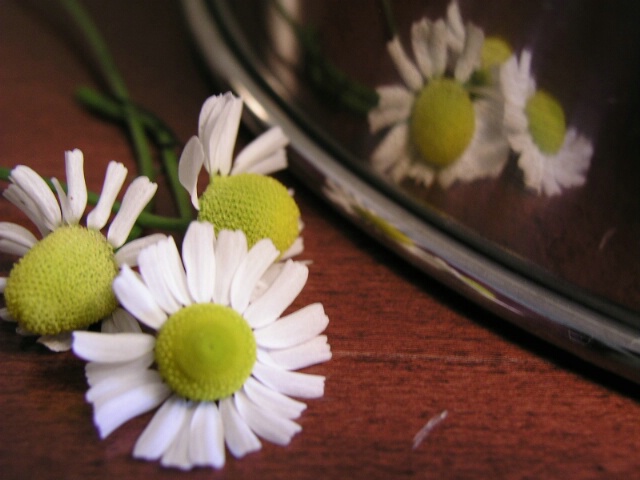 Chamomile Reflection in Mixing bowl