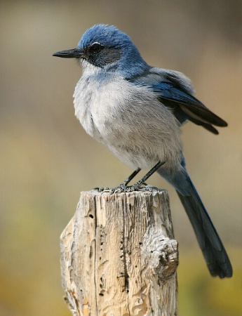 All Puffed Up