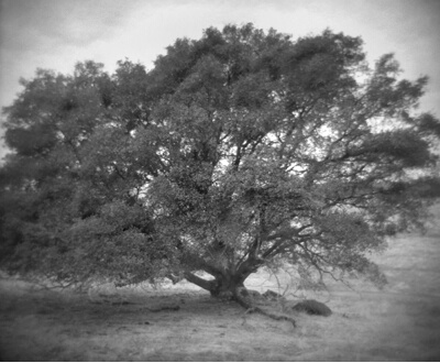 Holga Tree #2