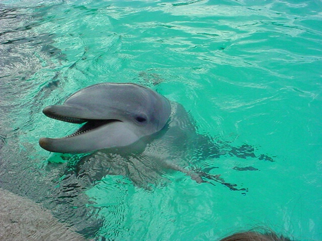 bottle nose dolphin