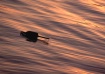 Lobster Buoy at s...
