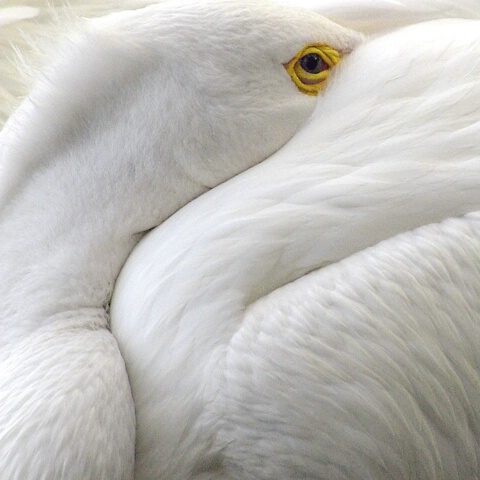 Peeking Pelican