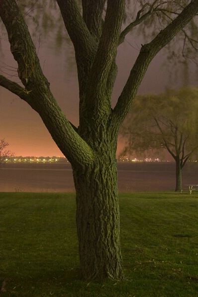 Night Trees - ID: 225785 © Sharon E. Lowe