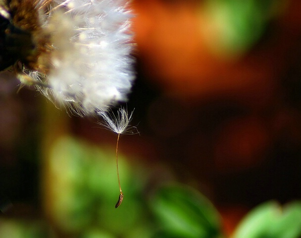 Hanging Seed