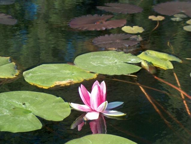 Reflections of Pink