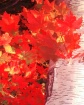 Fall wrap