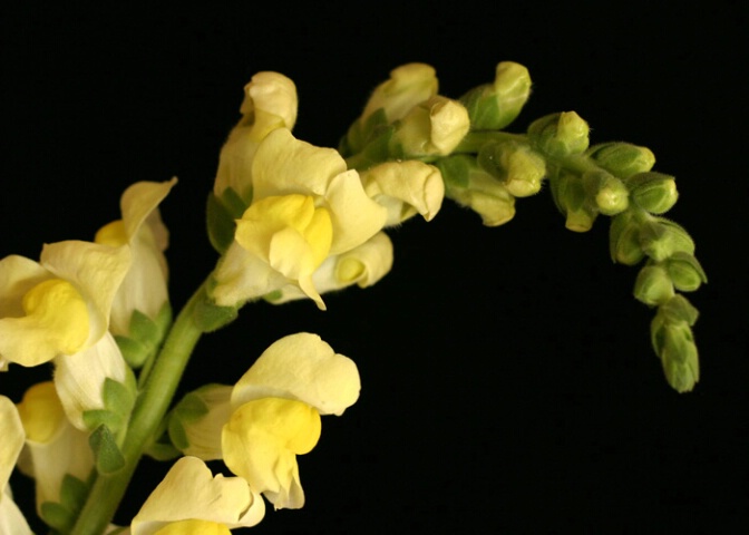 Yellow Snapdragons
