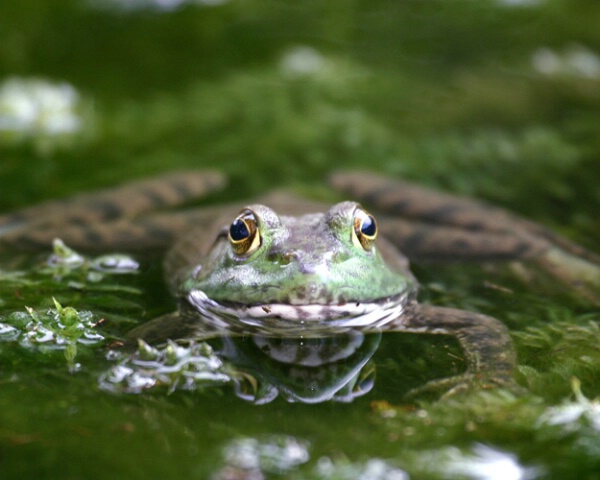 Nose Drip Frog