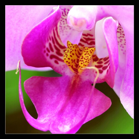 Purple Orchid...
