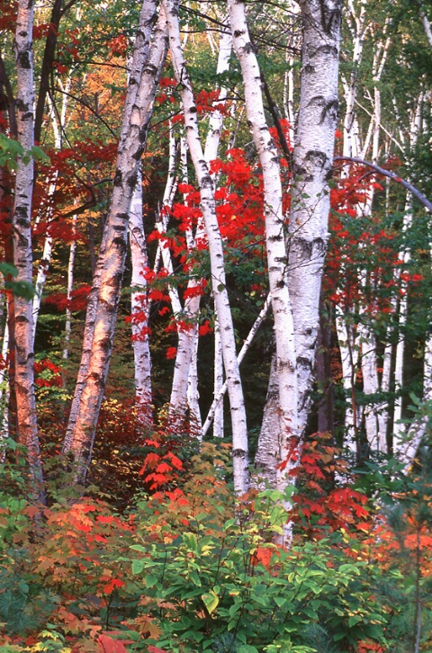 Shelburne birches in October