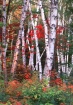 Shelburne birches...