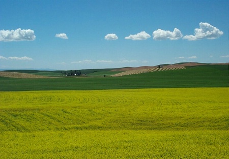 The Rapeseed Field of Genessee