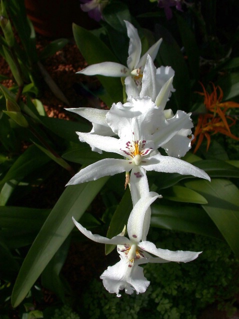 Three lovely Orchids - ID: 229179 © DEBORAH thompson