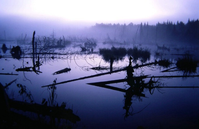 Misty morning 