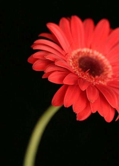 Red Gerbera