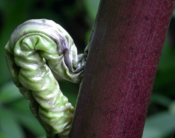 Birth of an Elephant Ear 