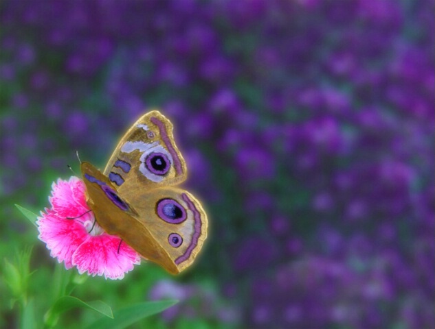 Pretty Purple Flutter - Final Image