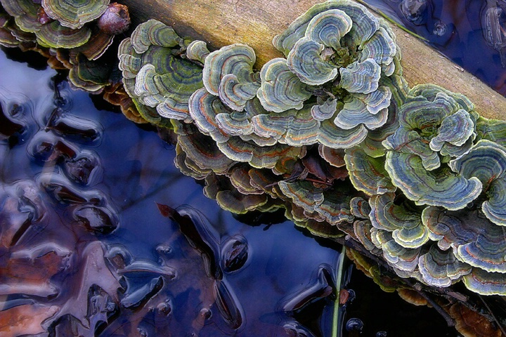 Swamp Abstract