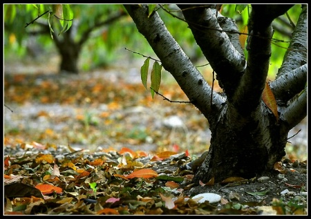 Israeli Autumn