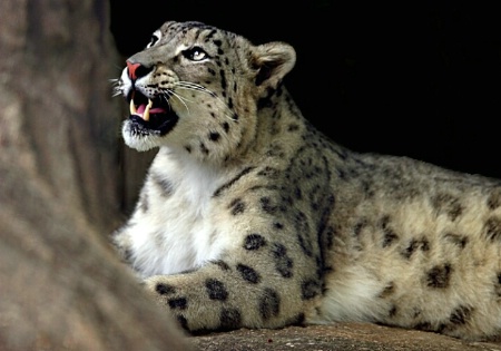 Snow leopard