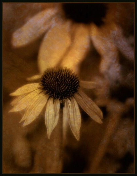 Cone Flowers