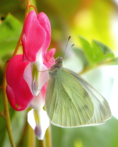 Heart and Butterfly