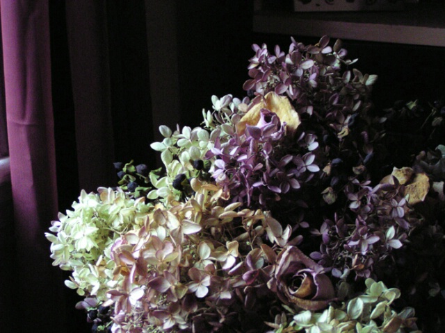 Hydrangeas near the window