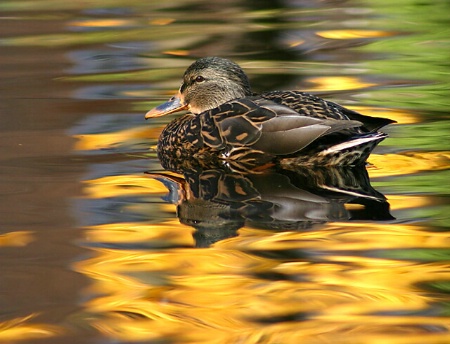 On Golden Pond