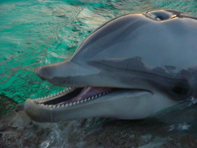 dolphin closeup