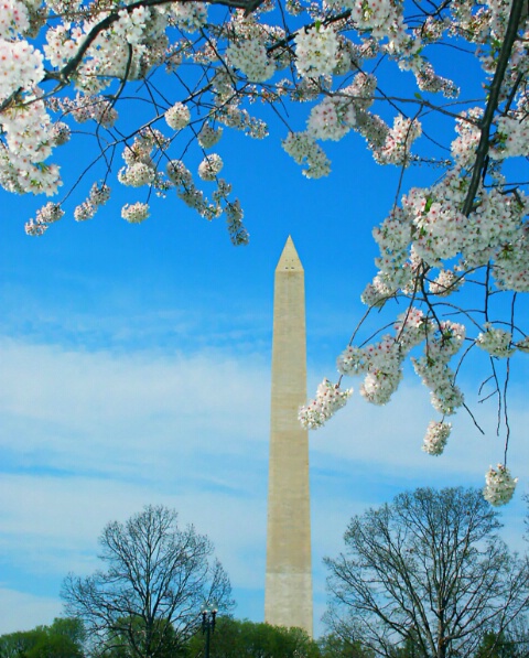 Cherry Blossom Time