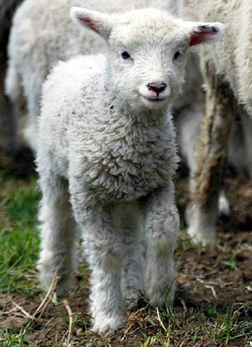 4 million people - 49 million & 1 sheep, NZ