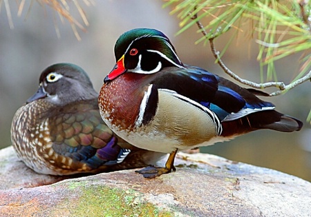 Wood Ducks