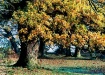 Fall#4
