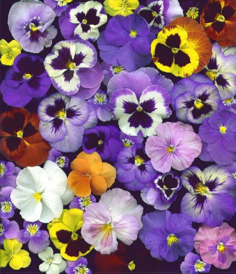 Pansy Faces