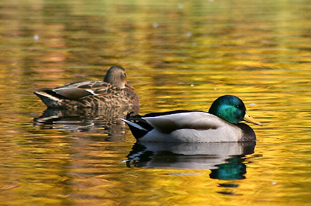 Two on Golden Pond