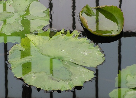 Lily Pads