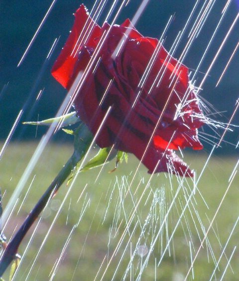 Rose In Rain