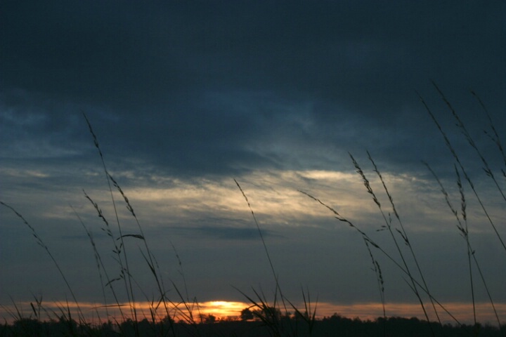 Wheat sky