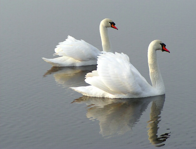 Quiet Swans